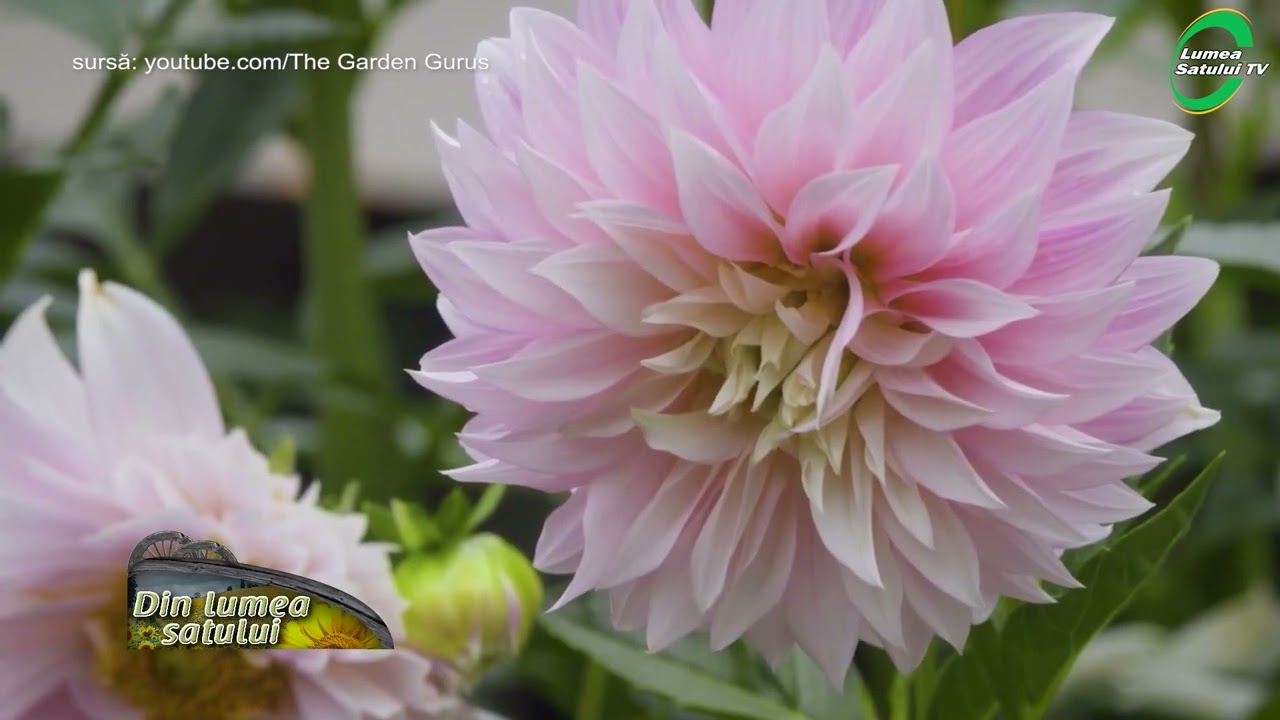 Tot ce trebuie sa știi despre dalii/ gherghine