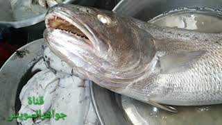 معلومه في دقيقة :سمكة الكوربين أو لوت(Meagre) بلدي قنال. اللون الفضي اللامع علامتها