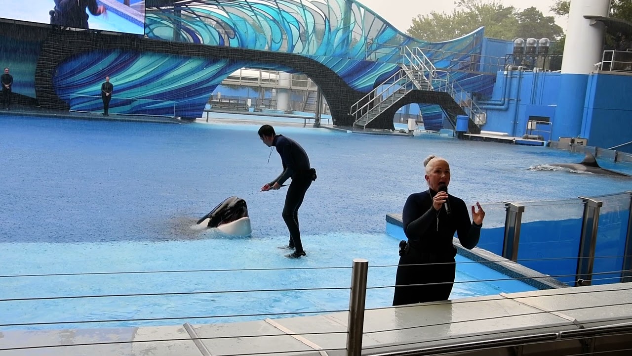 Watch Orca Encounter 9/7/21 on YouTube Watch Orca Encounter 9/7/21 on YouTube