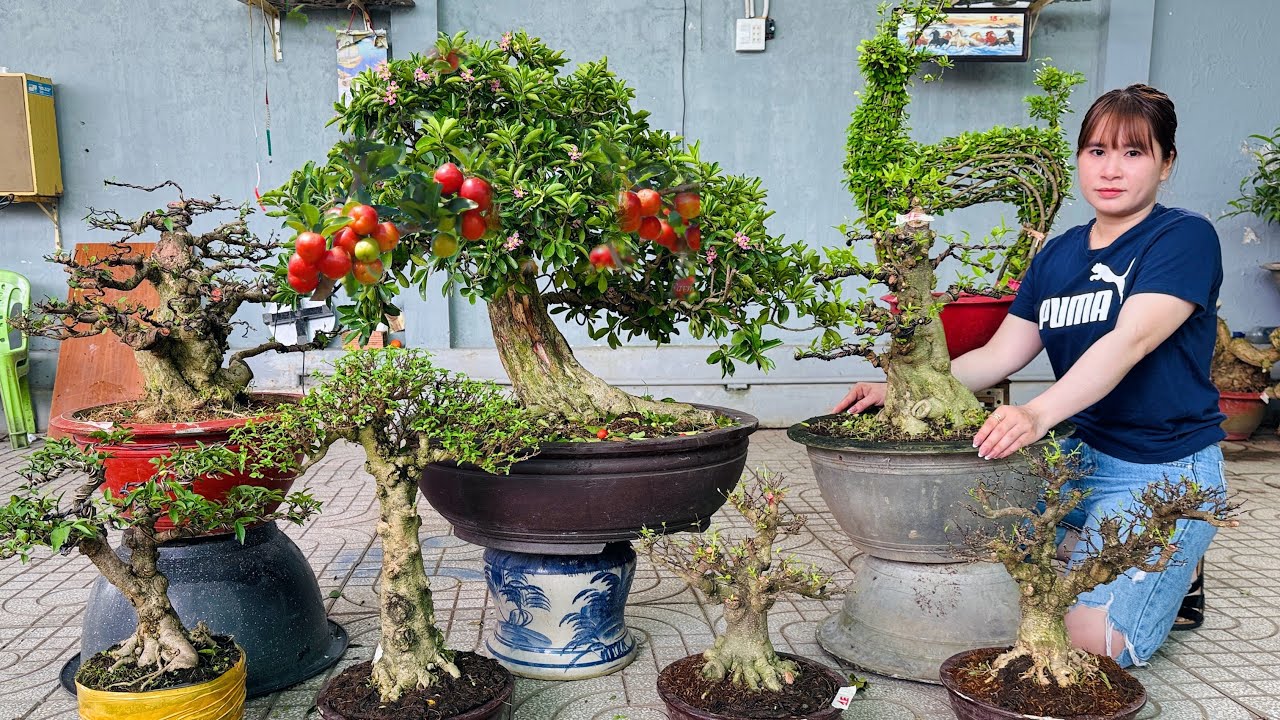 Giảm mạnh 4/12 Lô Bonsai Đa Dạng - Mai Trắng, Sam Tím, Sơ Ri, Lộc Vừng ...