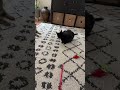 Live with these adorable cats #livestream #subscribe #cat #cute #like #adorable #funny #shorts