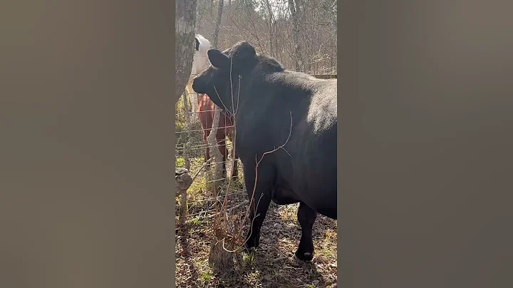 DEFENDING his heard
