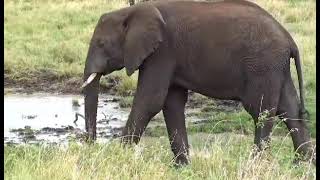 Éléphant Pachyderme