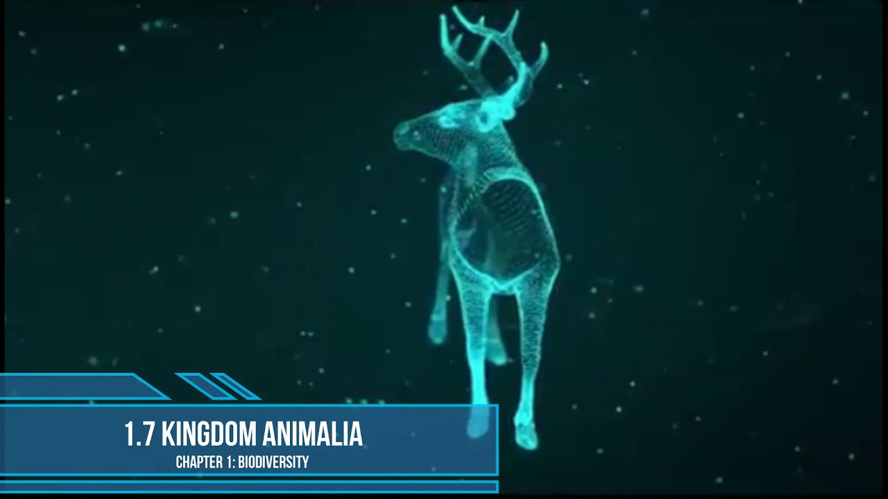 Tutorial 1.7 Kingdom Animalia Part 2 - YouTube
