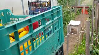 видео: Уборка перца с запятой или многоточием 28.09.25. картинка: Уборка перца с запятой или многоточием 28.09.25.