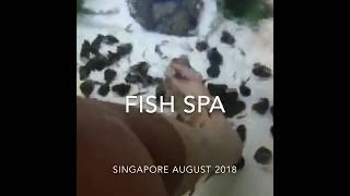 Singapore Fish Spa