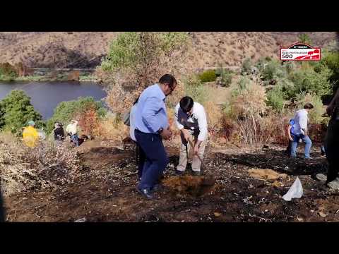 Plantação de sobreiros em Gavião