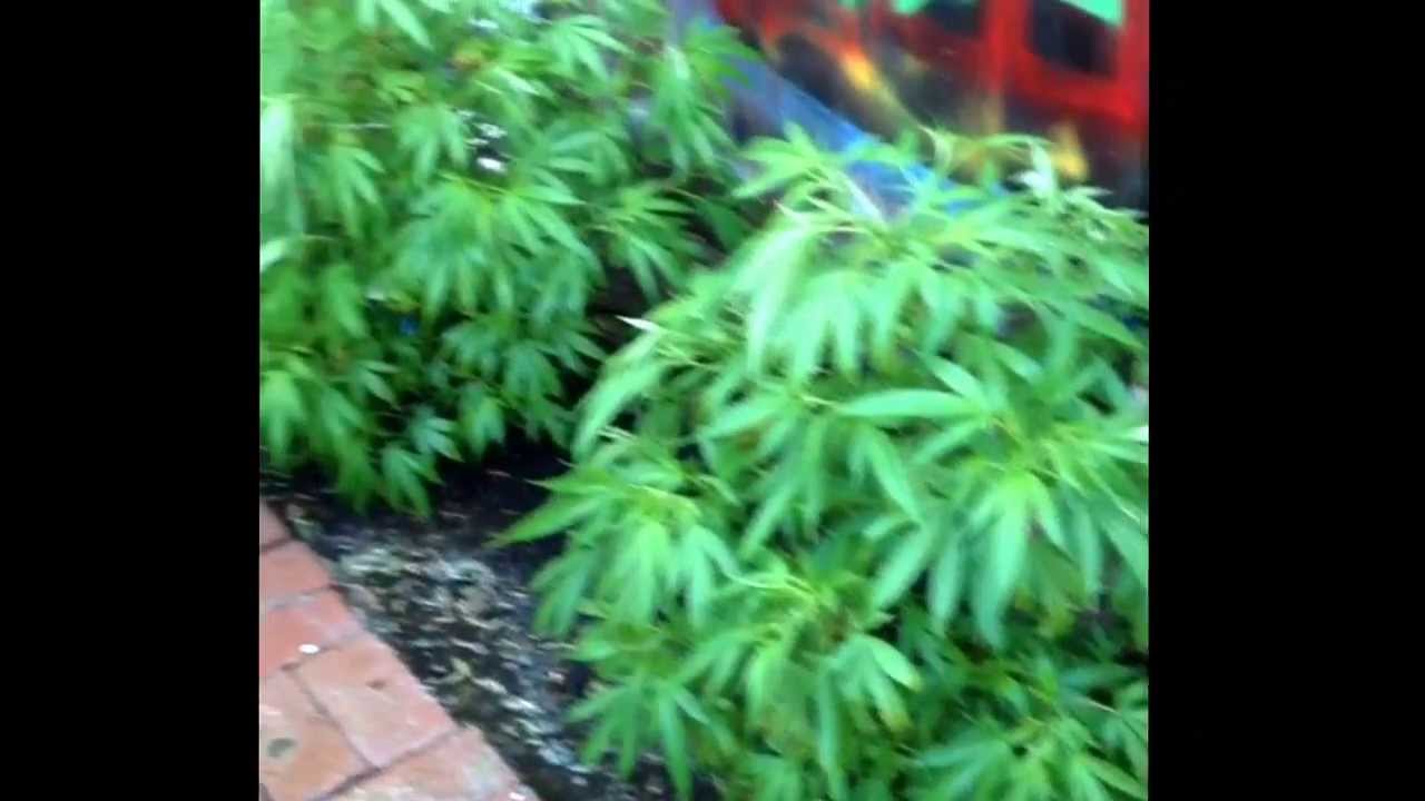 Outdoor Master Kush in veg mode here.