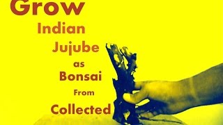 How to Grow Indian Jujube Bonsai from Collected // Mammal Bonsai