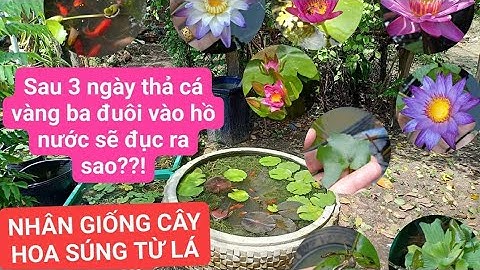 SAU 3 NGÀY THẢ CÁ VÀNG BA ĐUÔI VÀO HỒ, NƯỚC SẼ RA SAO??! VÀ CÁCH NHÂN GIỐNG CÂY HOA SÚNG BẰNG LÁ GIÀ