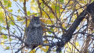 Great Horned Owl's Autumn Song