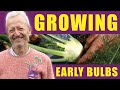 Grow Early Fennel 🌱 From Sowing to Harvest | No Dig Gardening
