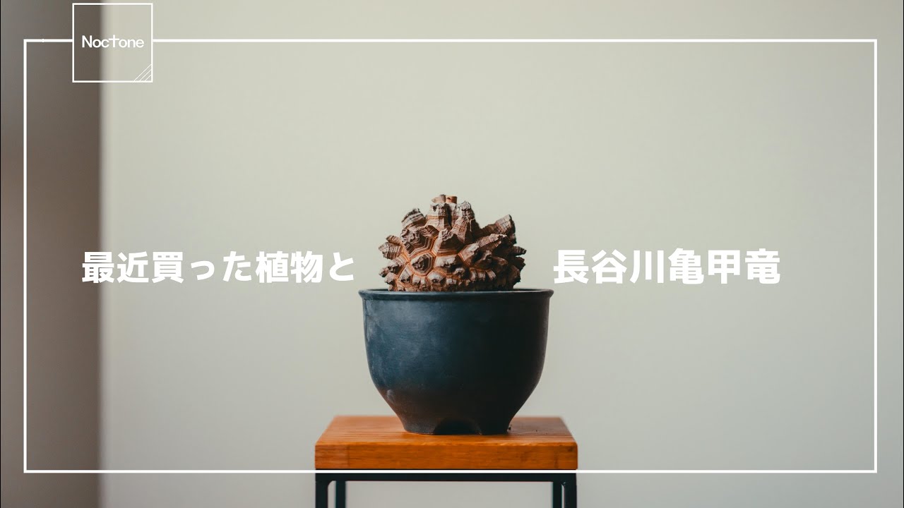 最近買った植物まとめ。遂に長谷川亀甲竜あたりました