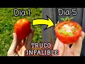 🍅 CIENTOS de TOMATERAS en 5 DÍAS ! Germinar TOMATES del SUPERMERCADO (Sembrar y plantar tomates)