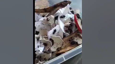 👌Как содержать сверчков (любой вид)💕