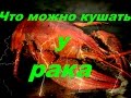 Что можно кушать у рака(Дневник рыболова)