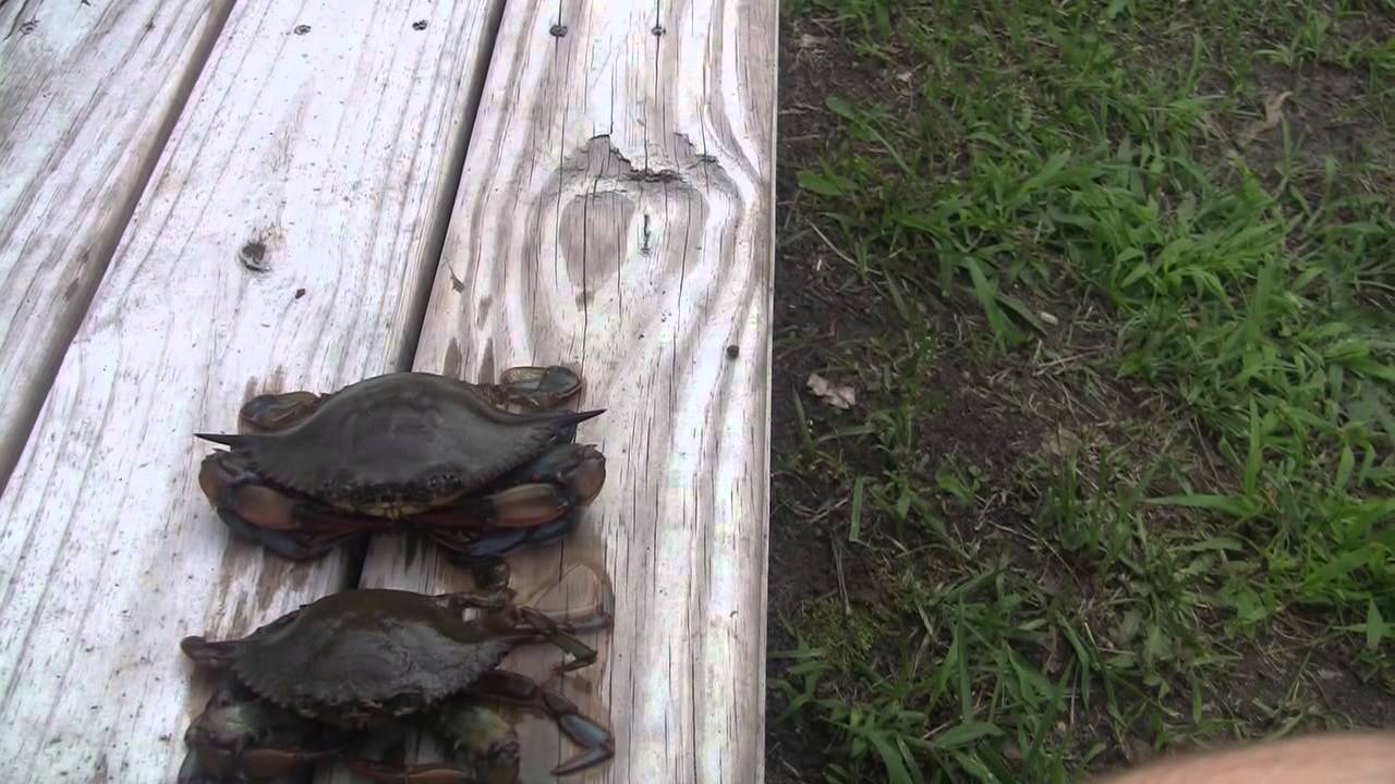 How It's Made: Soft Shell Crabs - YouTube