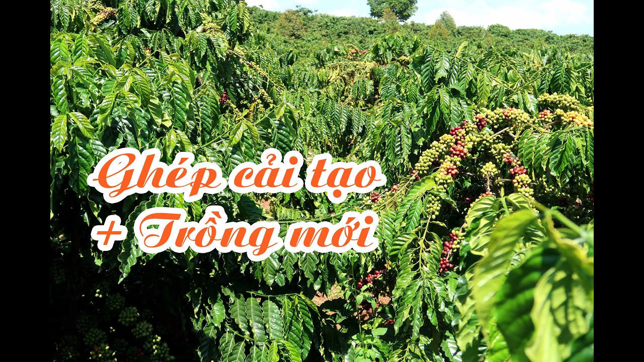 Ghép cải tạo kết hợp trồng mới cà phê cho năng suất cao và ổn định