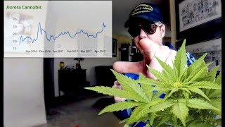 Hold strong or average down Canadian marijuana cannabis stocks