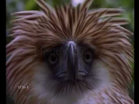 Philippine Eagle  (Monkey-eating Eagle)