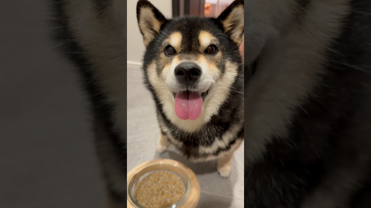 モモ改めてキノピオです、、、#柴犬 #shorts