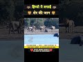 देखिए कैसे हिप्पो शेर को बचाता है। 😱 । animal shorts । #shorts #ytshorts