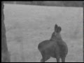 Deer filmed with nightscope - Ashburnham, Sussex