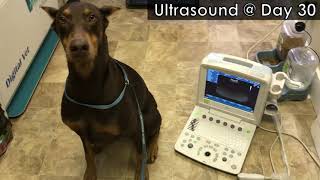 Freya the Doberman's Ultrasound at 30 Days