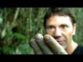 World's Biggest Ant! | Bullet Ant | Deadly 60 | BBC Earth