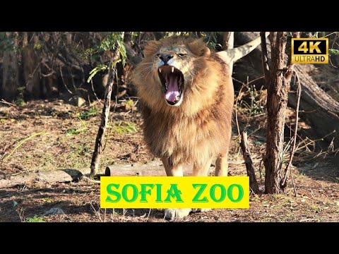 SOFIA ZOO 4K