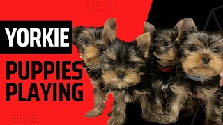 Adorable Yorkshire Terrier puppies playing by Gughy Yorkshire  387 views 1 year ago 3 minutes, 5 seconds