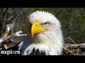 Decorah Eagles powered by EXPLORE.org Decorah Eagles powered by EXPLORE.org