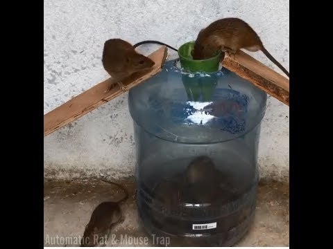 Video Bẫy Chuột Đơn Giản Bằng Bình Nước - youtube