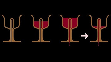 Easy home made Pythagoras cup, Making a greedy cup syphon at home by Anil Parmar Physics@home