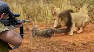 Lion hunting crocodile hunter 😱🔥👍👌 part 1