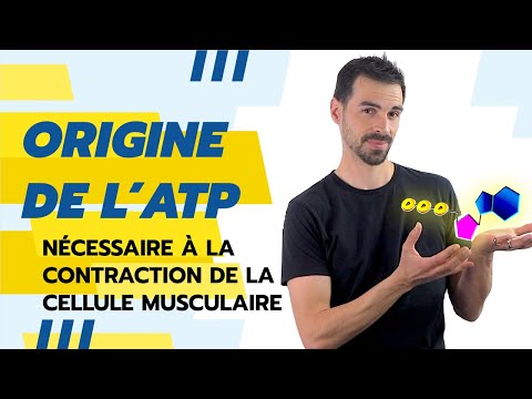 Vidéo: Quelle partie de la cellule produit la principale source d'énergie du corps sous forme d'ATP ?