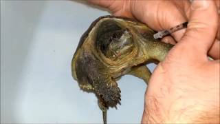 Snapping Turtle IM Injection, Gentamicin & Renal Portal System - Wichita Falls Reptile Rescue