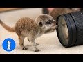 Meerkat Pups Playing - CUTEST Compilation