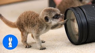 Meerkat Pups Playing - Cutest Compilation