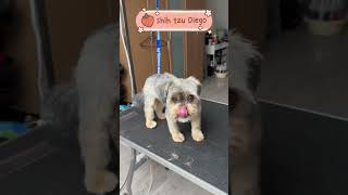 Shih-tzu before and after grooming 🤩 #shorts