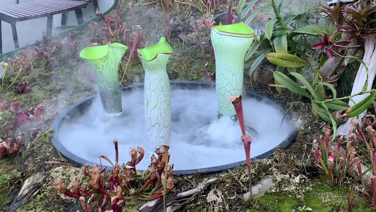 Sydney Picnic Spots Royal Botanic Gardens Plants with Bite YouTube