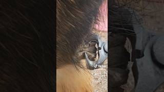 Ergot removal draft horse chestnut trim satisfying farrier hoof trim