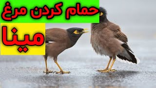 آنچه در مورد حمام کردن مرغ مینا که باید بدانید| نگهداری از مرغ مینا