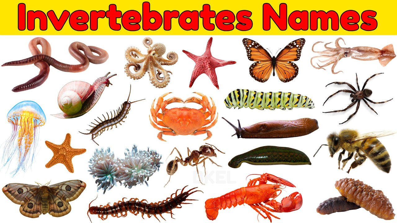 20 Invertebrates for Kids | Learn Animals Without Bones | Educational ...