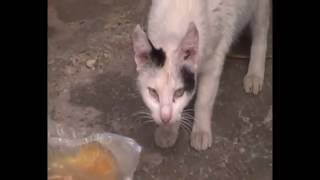 Funny Cats - Mother protects!!!