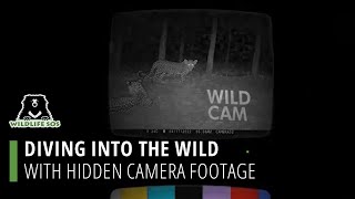 Diving Into The Wild With Hidden Camera Footage!