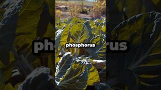Boost Your Garden with Phosphorus! #shorts