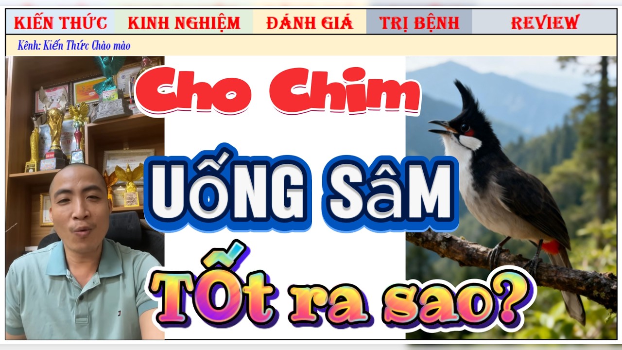 Chim uống Sâm có tốt không, phân tích chuyên sâu
