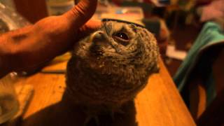 stress relief - take one tawny owl called Squeak. Stroke her