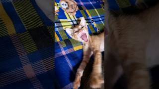 Aww 🥺❤ #shorts #cat #neko #kucing #kucinglucu #relaxing #sleep
